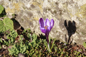 krokus vor sandstein in der sonne