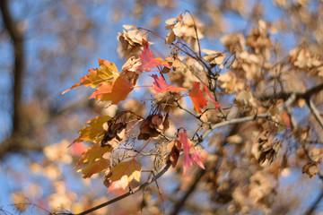 Autumn colors closeup