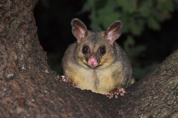 Australian Possum