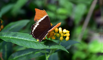tropischer schmetterling auf blüten und blättern