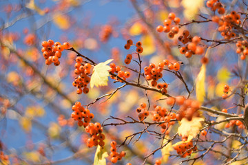 Autumn colors closeup