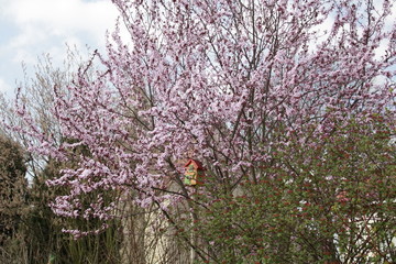 vogelhaus in rosa blütenmeer