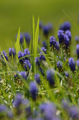 clochettes violettes