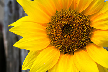 Obraz premium Sunflower