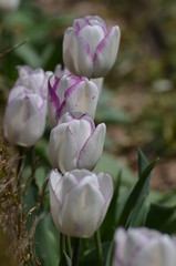tulipe blanche et violette