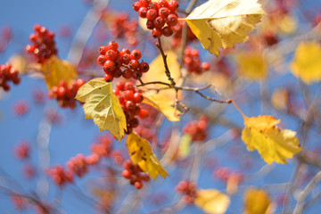 Autumn colors closeup