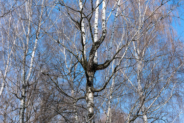  Old white birch on a background of blue sky in early spring