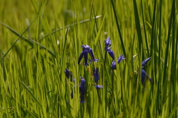 clochettes violettes