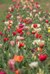 colorful field of tulips bloomed in April