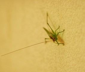 Saltamontes