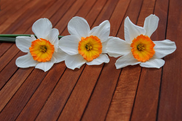 Obraz premium bouquet of orange and white daffodils close-up on a brown wooden background with an empty space for text, copy space