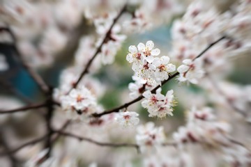 apricot flower spring nature close up macro 