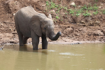 Afrikanischer Elefant / African elephant / Loxodonta africana