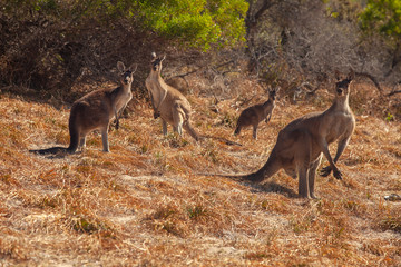 A troop of four kangaroos