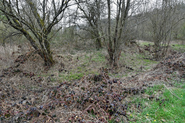 aulandschaft am losheimer bach