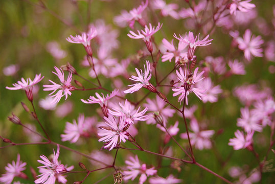 fioritura di Silene flos-coculi,silene fior di cuculo
