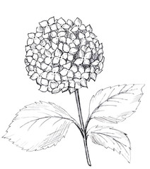 Hand drawn graphic hydrangea. Black and white raster illustration.
