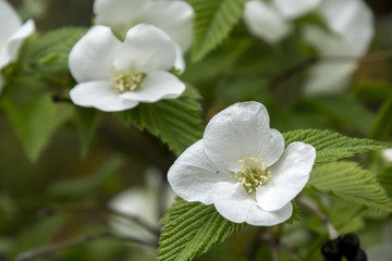 Little White Flowers blooming in the field; Rhodotypos scandens