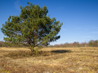 Fototapeta premium Wagner Heide