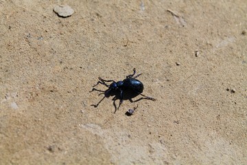 barbel beetle