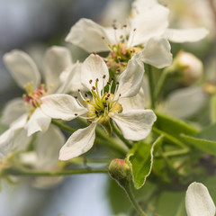 white pearblossom in the springtime