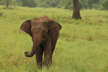 Sri Lankan Elephant in Forest eating grass