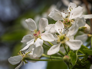 white pearblossom in the springtime