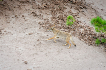 Coyote Running Up Hill