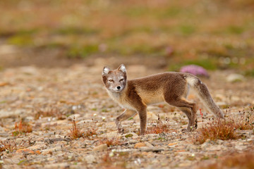 Arctic Fox, Vulpes lagopus, cute animal portrait in the nature habitat, grassy meadow with flowers, Svalbard, Norway. Beautiful wild animal in the grass.