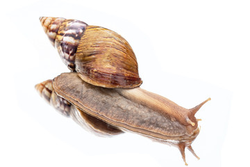 Snail on the mirror