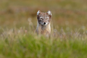 Naklejka na ściany i meble Arctic Fox, Vulpes lagopus, cute animal portrait in the nature habitat, grassy meadow with flowers, Svalbard, Norway. Beautiful wild animal in the grass.