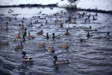 wintering birds / bird flock, winter lake, wild birds on winter lake, seasonal, migratory ducks