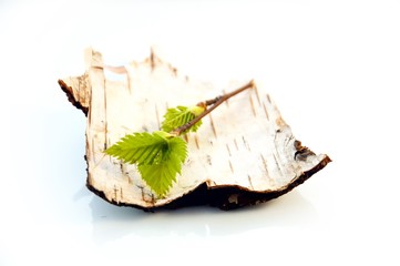 Brzoza na białym tle © Monika