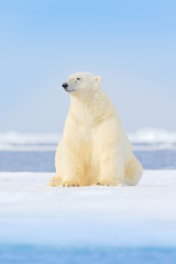 Obraz na płótnie Canvas Dangerous bear sitting on the ice, beautiful blue sky. Polar bear on drift ice edge with snow and water in Norway sea. White animal in the nature habitat, Europe. Wildlife scene from nature.