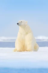 Foto op Aluminium Gevaarlijke beer zittend op het ijs, mooie blauwe lucht. IJsbeer op de rand van het drijfijs met sneeuw en water in de Noorse zee. Wit dier in de natuurhabitat, Europa. Wildlife scène uit de natuur. © ondrejprosicky