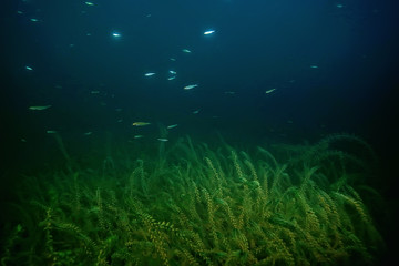 night underwater landscape / diving at night in fresh water, green algae, clear fresh water at night in the lake