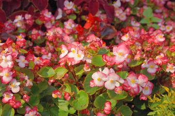 Wild flowers summer day close up