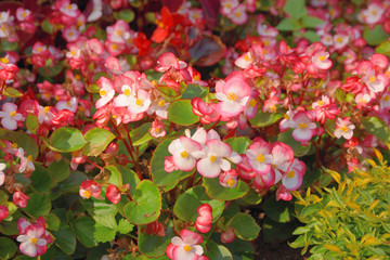 Wild flowers summer day close up