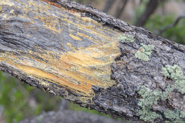 Colorful Tree Bark Background