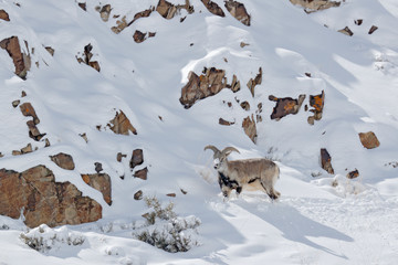Naklejka premium Bharal blue Sheep, Pseudois nayaur, in the rock with snow, Hemis NP, Ladakh, India in Asia. Bharal in nature snowy habitat. Face portrait with horns of wild sheep. Wildlife scene from Himalayas.