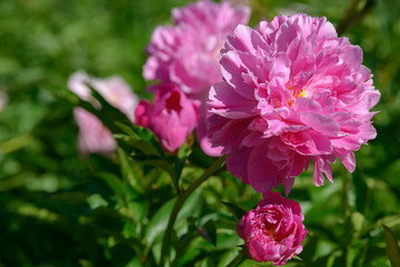 Peony flower. Red white and purple peony flowers blooming in the garden. Multicolor peonies macro closeup background.