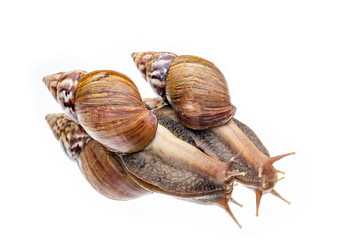Snail on the mirror
