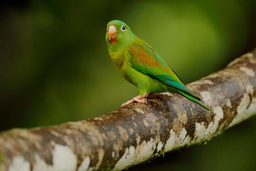 Tovi orange-chinned parakeet, Brotogeris jugularis, portrait of light green parrot with red head, Costa Rica. Wildlife scene from tropical nature. Bird in the habitat. 