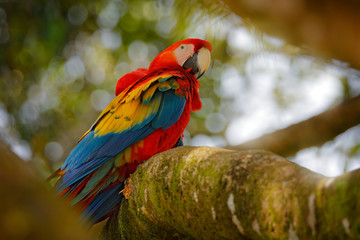 Red parrot Scarlet Macaw, Ara macao, bird sitting on the branch with food, Amazon, Brazil. Wildlife scene from tropical forest. Beautiful parrot on tree in nature habitat.
