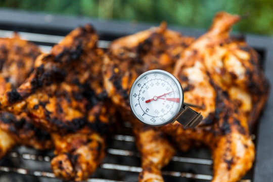 Thermometer spoked into side of chicken to check temperature before serving.