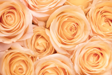 blurred background of pink beige roses