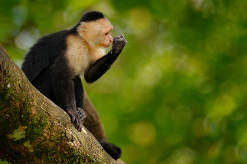 White-headed Capuchin, black monkey sitting on tree branch in the dark tropical forest. Wildlife of Costa Rica. Travel holiday in Central America. Open muzzle with tooth.