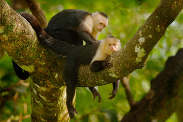 White-headed Capuchin, Cebus capucinus, black monkeys sitting on the tree branch in the dark tropical forest, animals in the nature habitat, wildlife of Costa Rica.