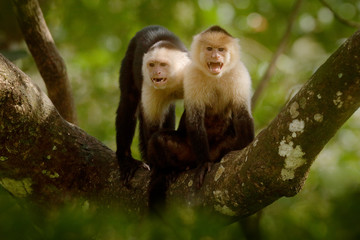 White-headed Capuchin, black monkey sitting on tree branch in the dark tropical forest. Wildlife of Costa Rica. Travel holiday in Central America. Open muzzle with tooth.