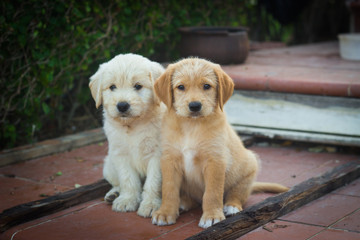 Cute dogs. Labrador puppies